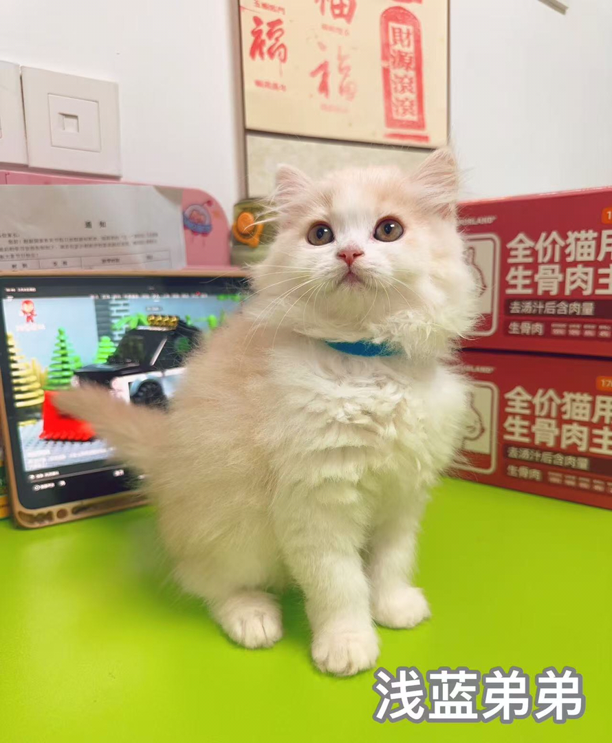 家养乳白高地，拿破仑小猫