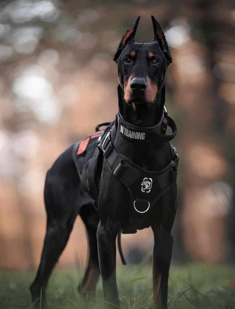 杜宾犬,帅气外表,忠诚可靠,优秀护卫犬的不二之选