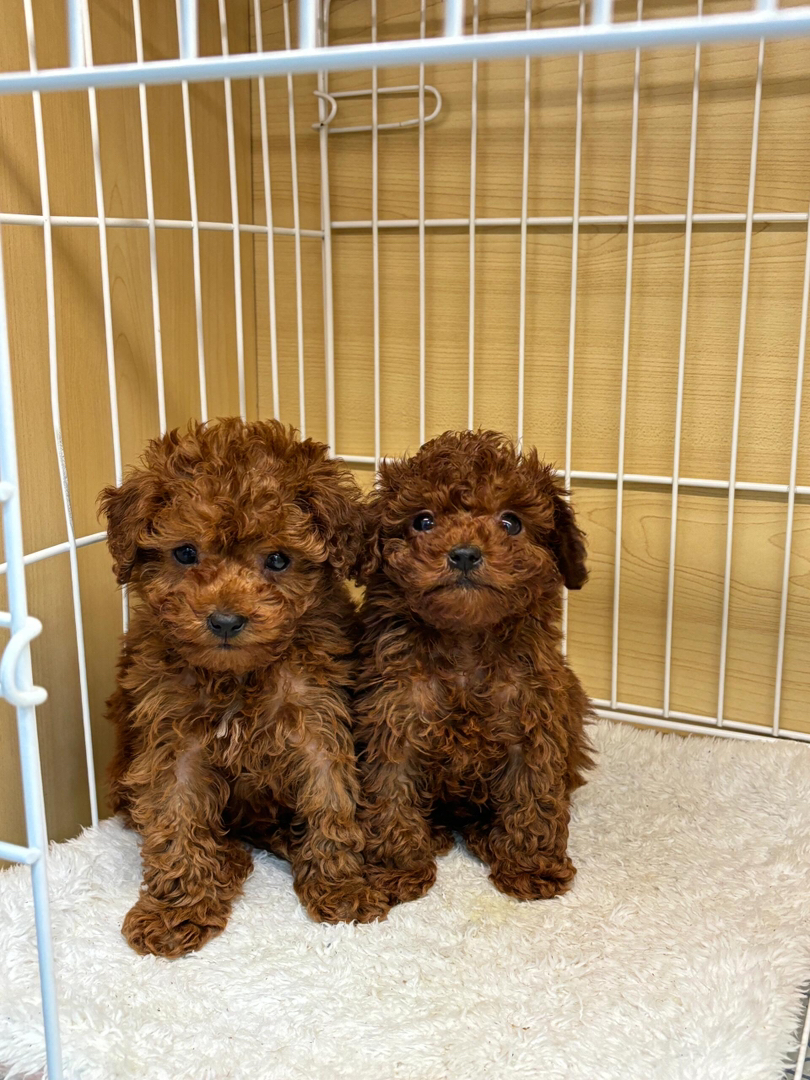 犬舍一首繁育泰迪犬公母都有