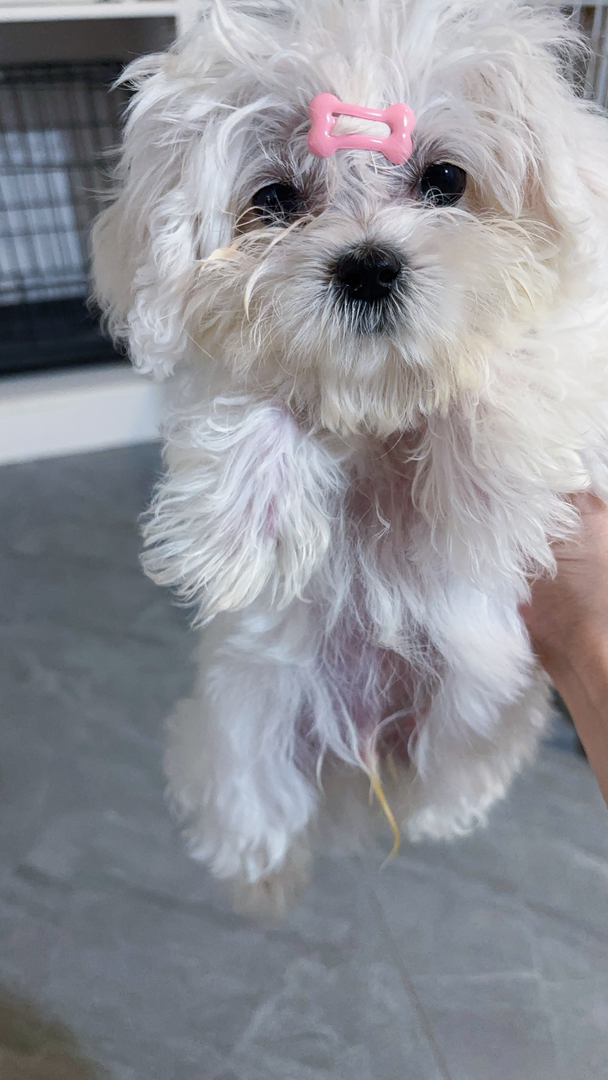 马尔济斯犬