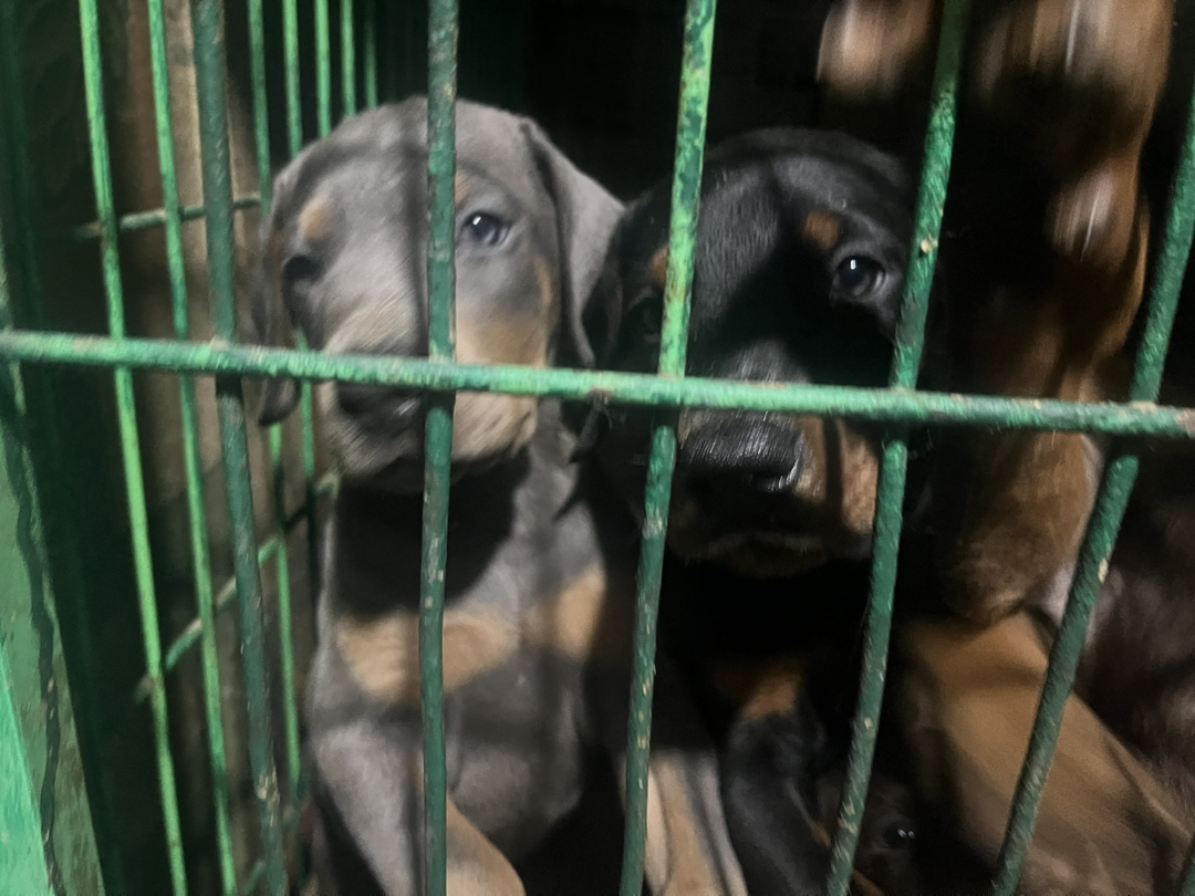 杜宾犬
