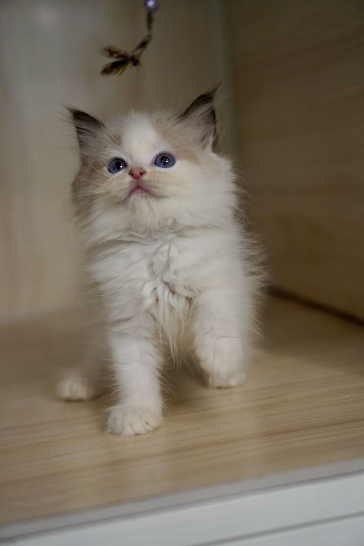 布偶猫幼崽，蓝眼白毛颜值高，温顺乖巧，绝佳陪伴