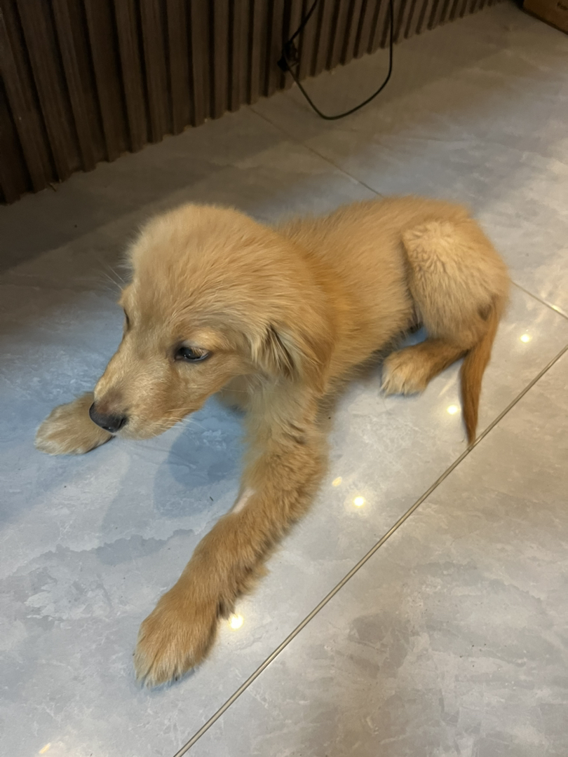 金毛 名字熊二 能看家看院看小孩