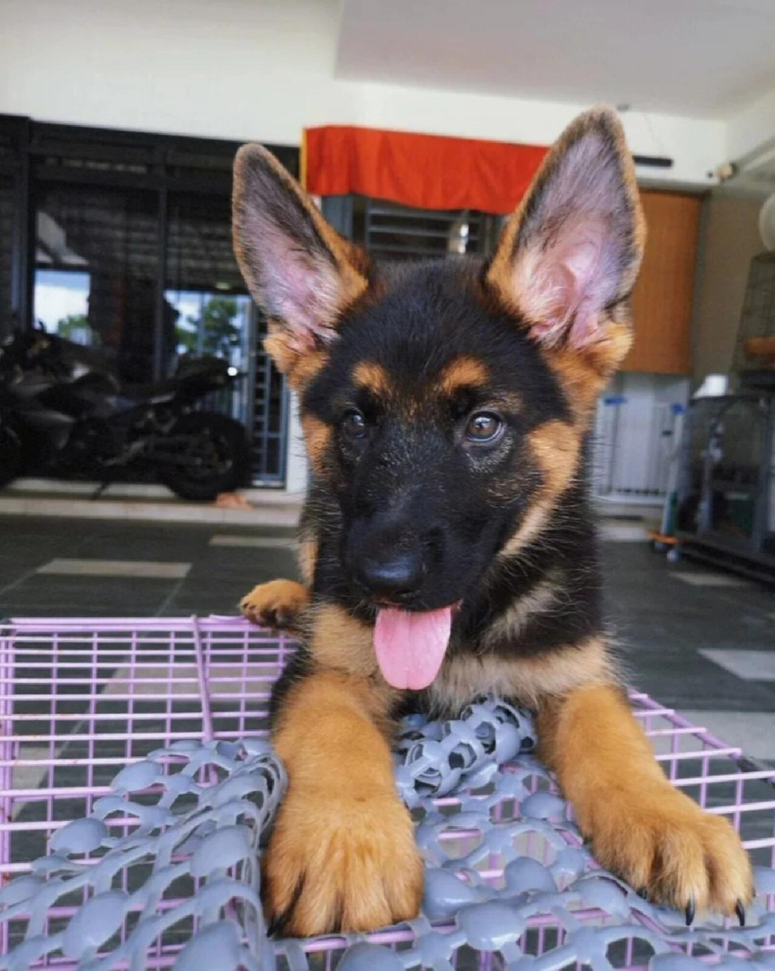 德国牧羊犬幼犬,威风凛凛,忠诚聪明,最佳守护伙伴
