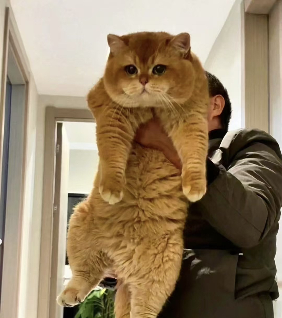 12色熊版金渐层公猫