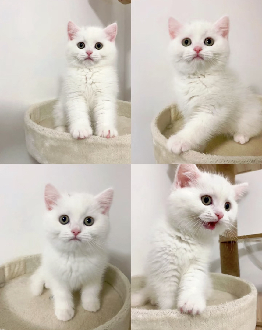 可爱英短小猫,纯白无暇,大眼萌态,绝佳陪伴宠物
