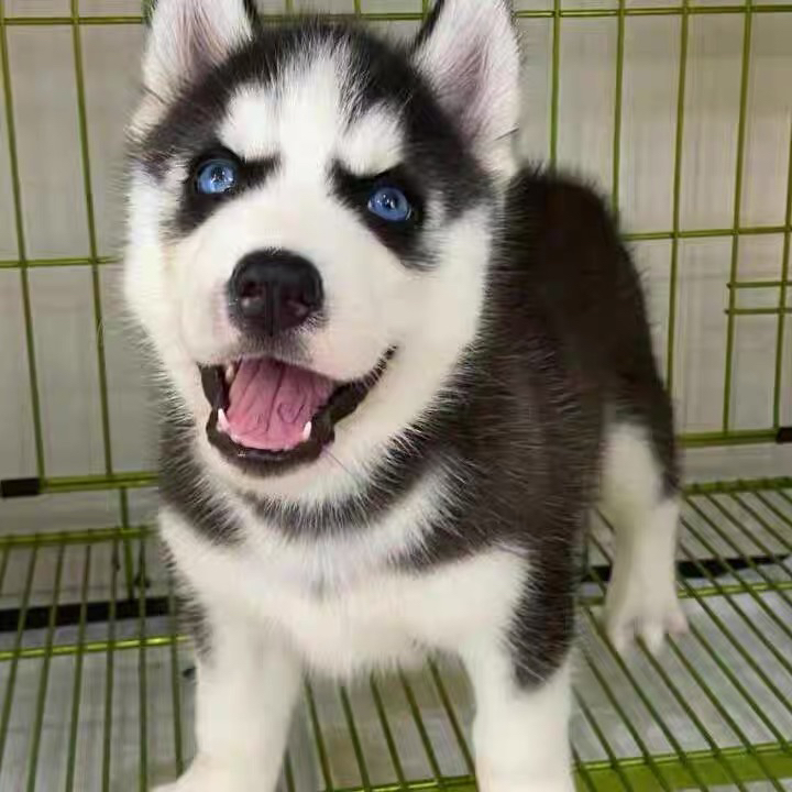 哈士奇幼犬,蓝眼颜值高,活泼好动超可爱