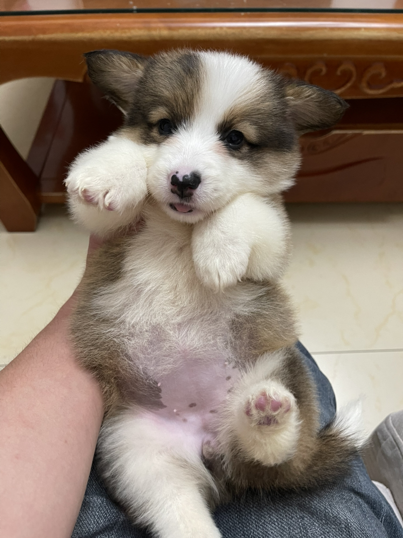 长毛可爱柯基幼犬，短腿萌态十足，治愈系小天使