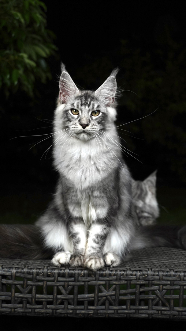 大嘴套银虎斑缅因猫，体型大毛发浓密，温柔聪明，尽显王者风范