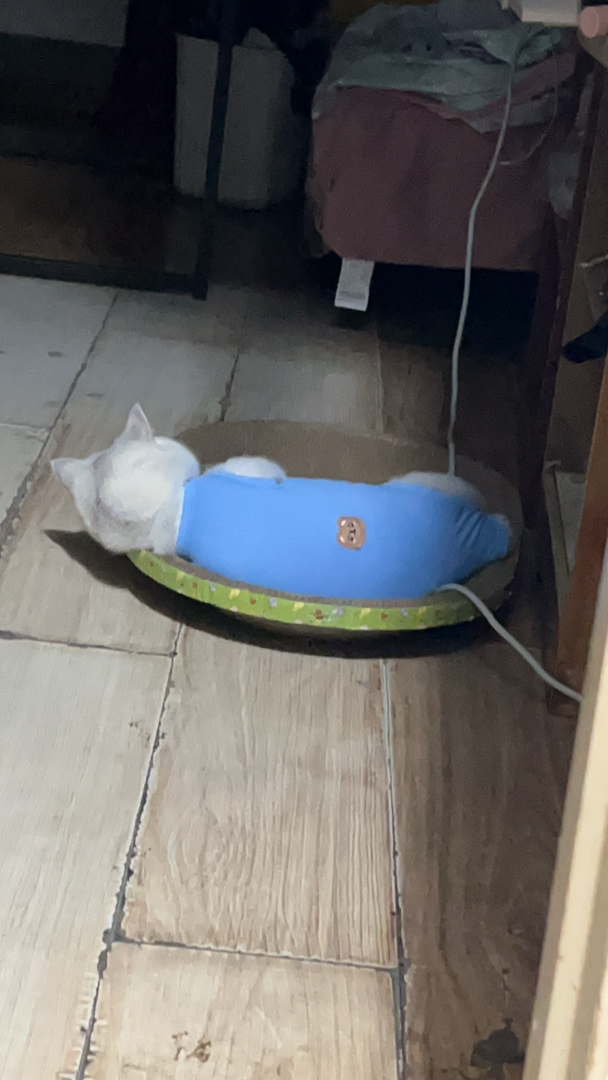 英国短毛猫，毛白如雪，性格温顺，颜值与性格并存的萌宠，胖墩墩能喝能喝