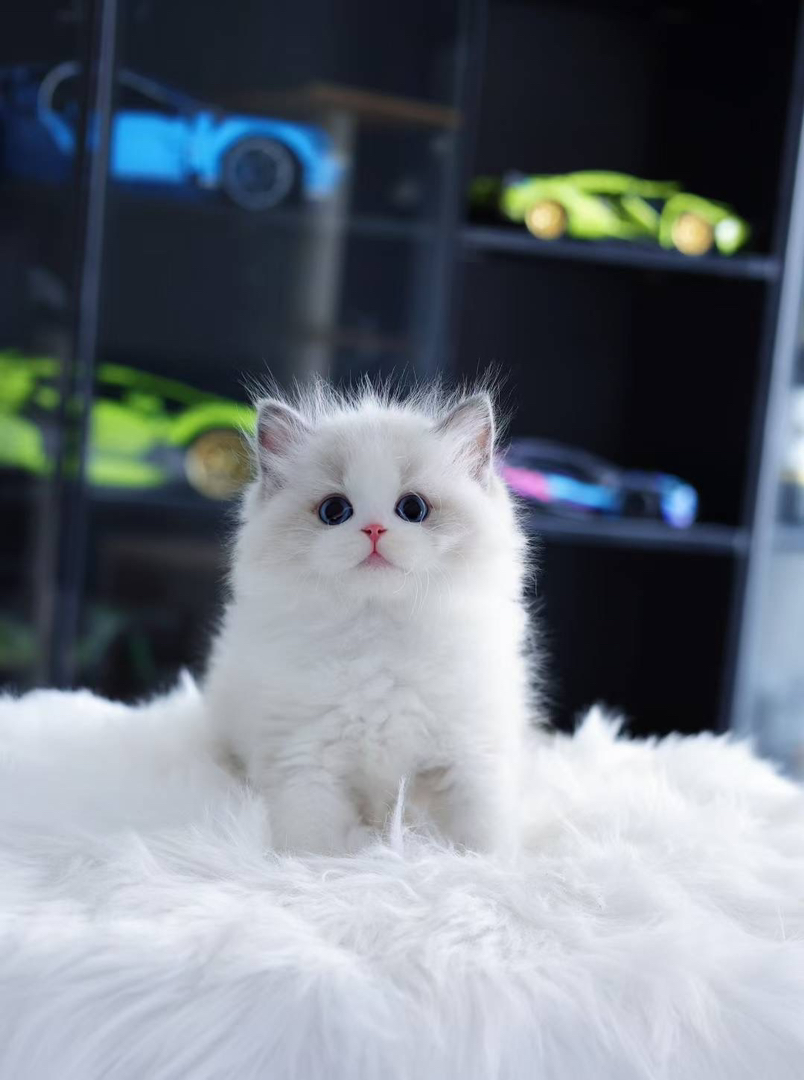 甜美布偶猫,蓝眼长毛颜值高,温柔粘人,养猫首选