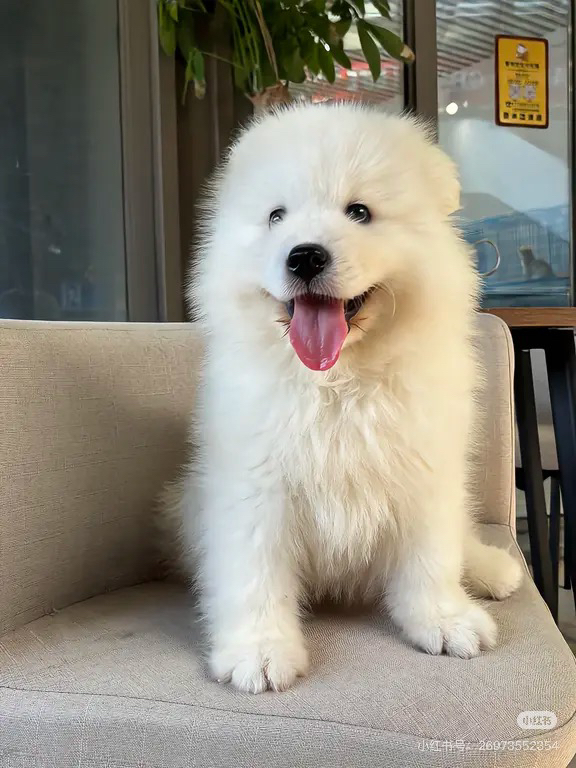 可爱萨摩耶幼犬，雪白毛发颜值高，温顺乖巧好伴侣