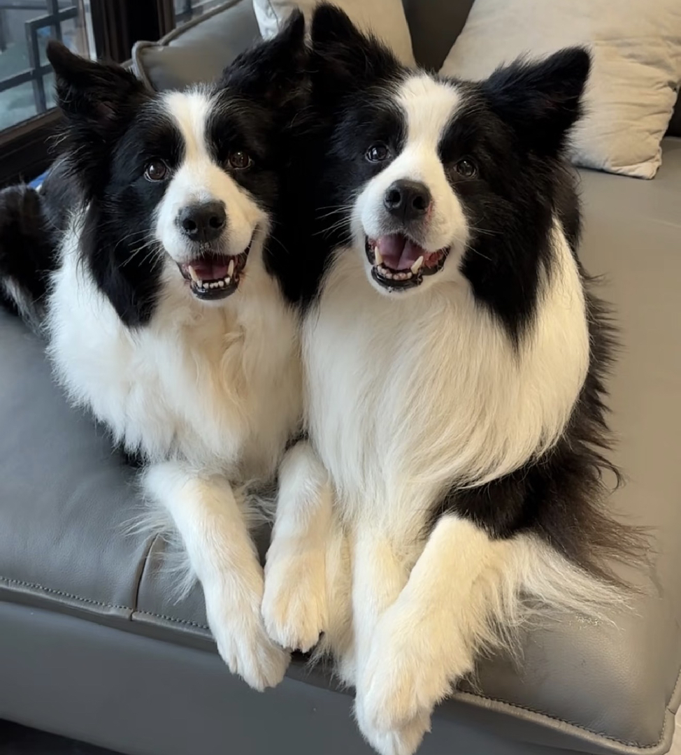 双血统边境牧羊犬