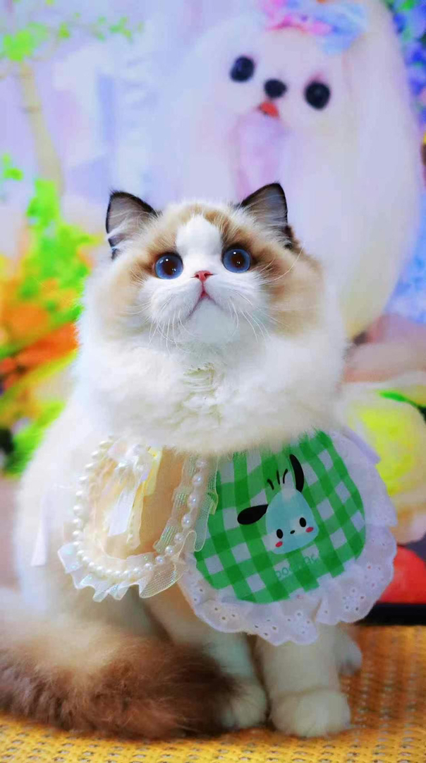 超级大爆毛布偶猫❤平台推荐
