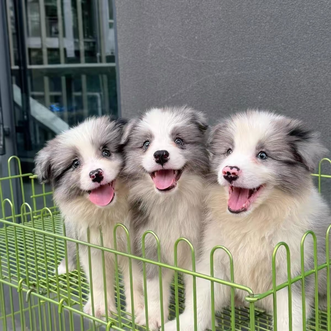 双血统边境牧羊犬❤️平台推荐