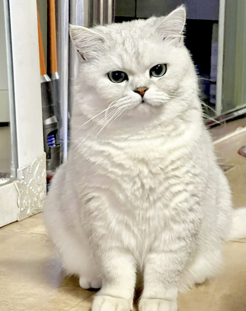 银渐层猫咪,大眼萌宠,毛发柔软,颜值爆表惹人爱