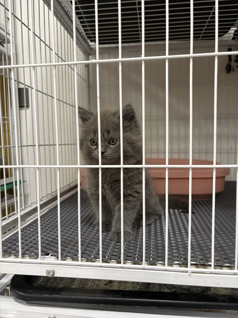 长毛蓝猫一窝，公母都有，一针疫苗，会吃猫粮会用猫砂盆。性格温顺粘人