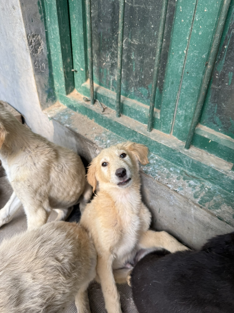山东本地细犬优秀的中华田园犬疫苗齐全看家好护院认主包活包托运3个月