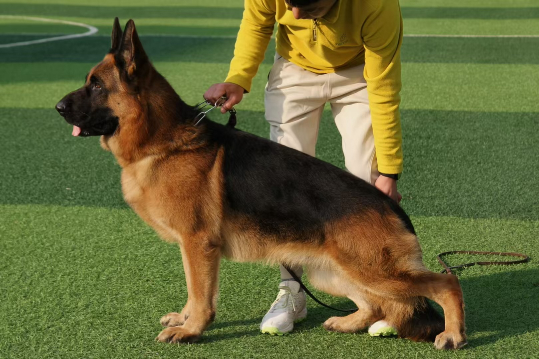出售双血统赛级德牧幼犬VA阿瑞直子的幼犬