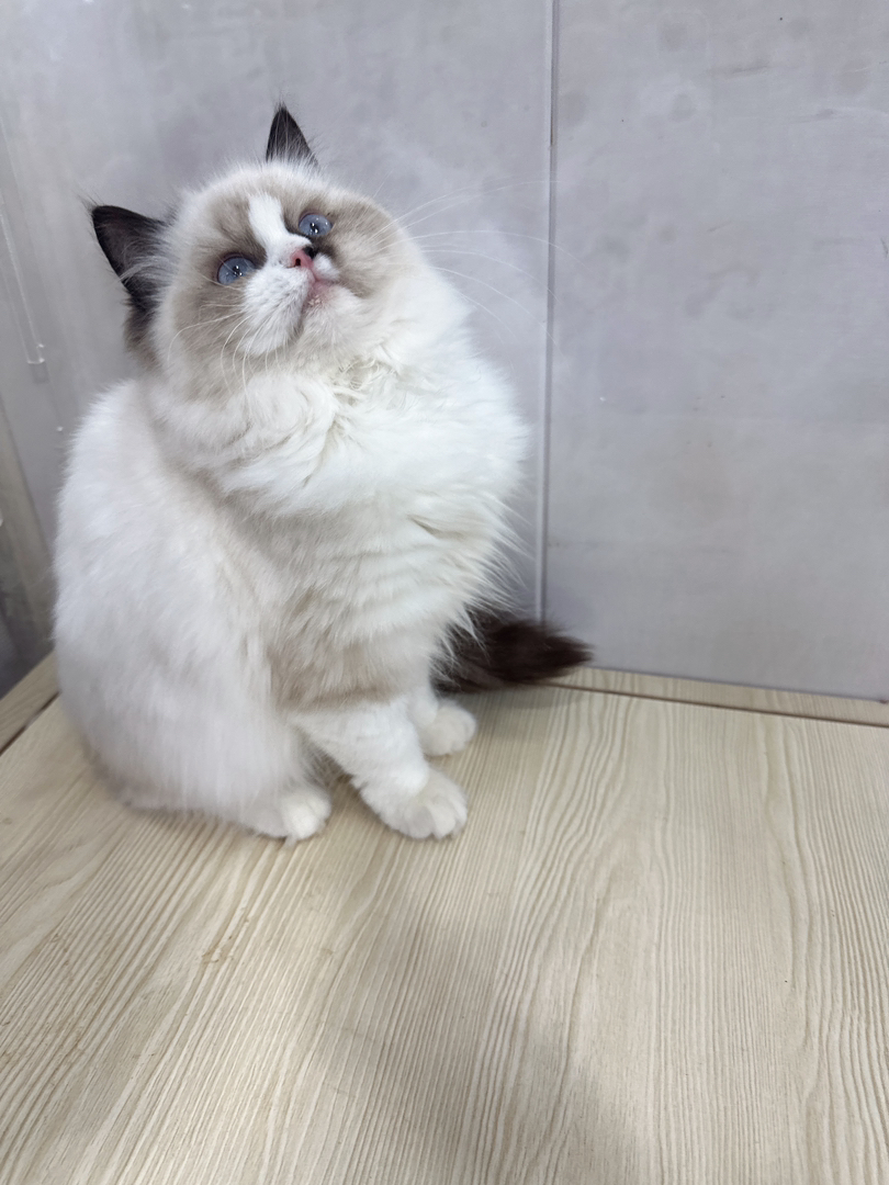 海双布偶妹妹,四个月,运费自理