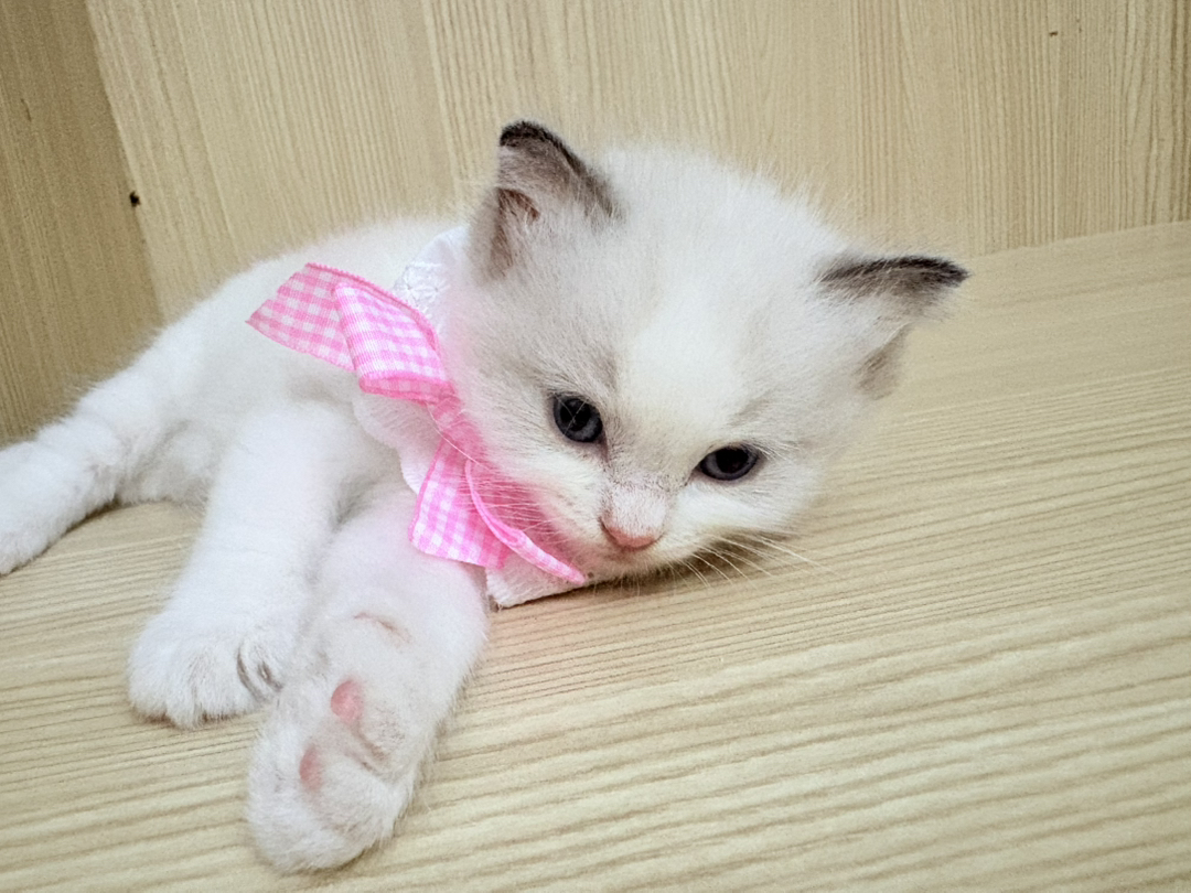 布偶弟弟妹妹