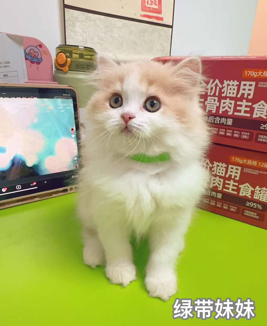 家养乳白高地，拿破仑小猫