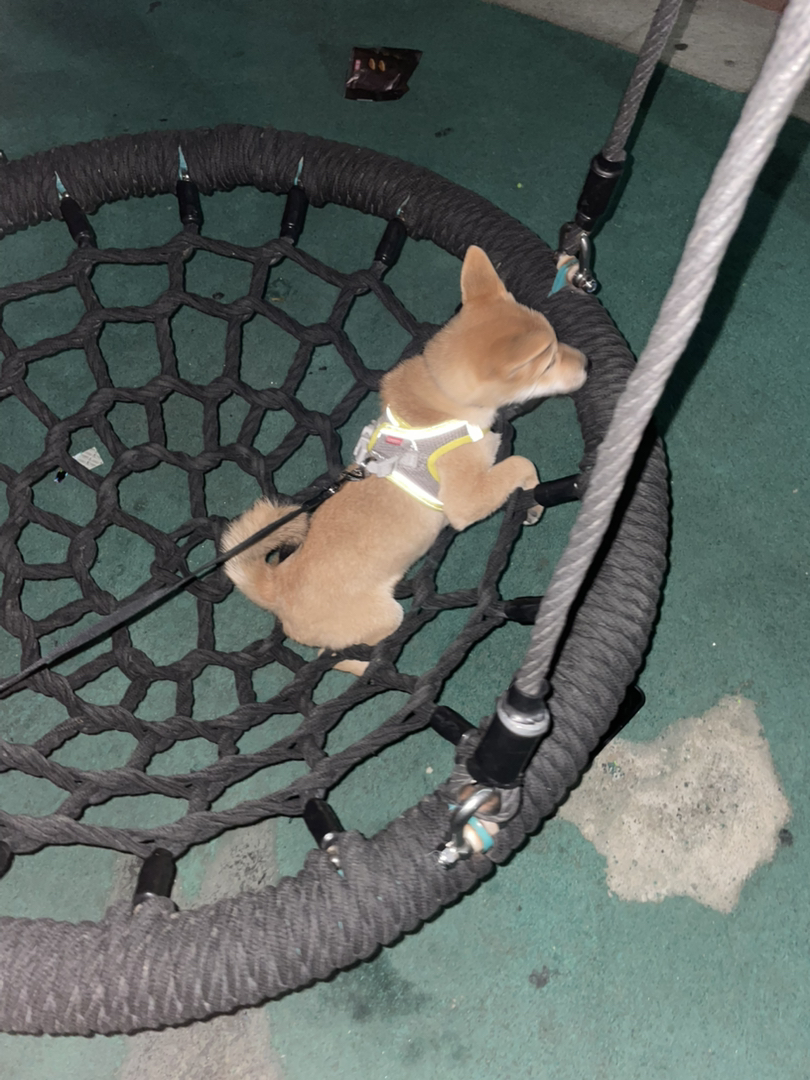 柴犬，名字叫柴柴，母，未绝育。