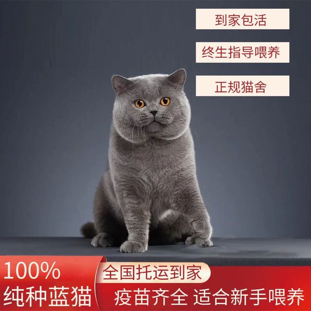 高端蓝猫淘气三千问