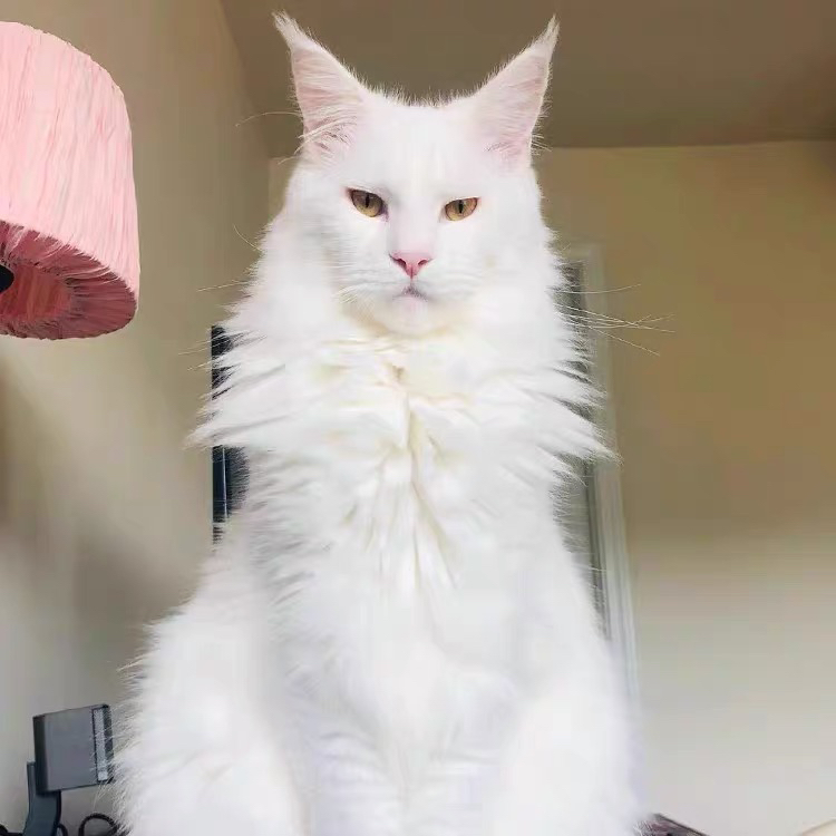 缅因猫,蓝眼白毛颜值高,体型大超霸气
