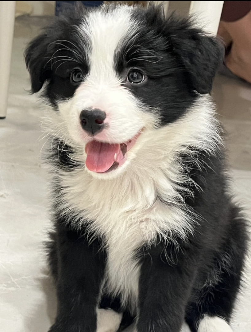 双血统带证书芯片❤️边境牧羊犬