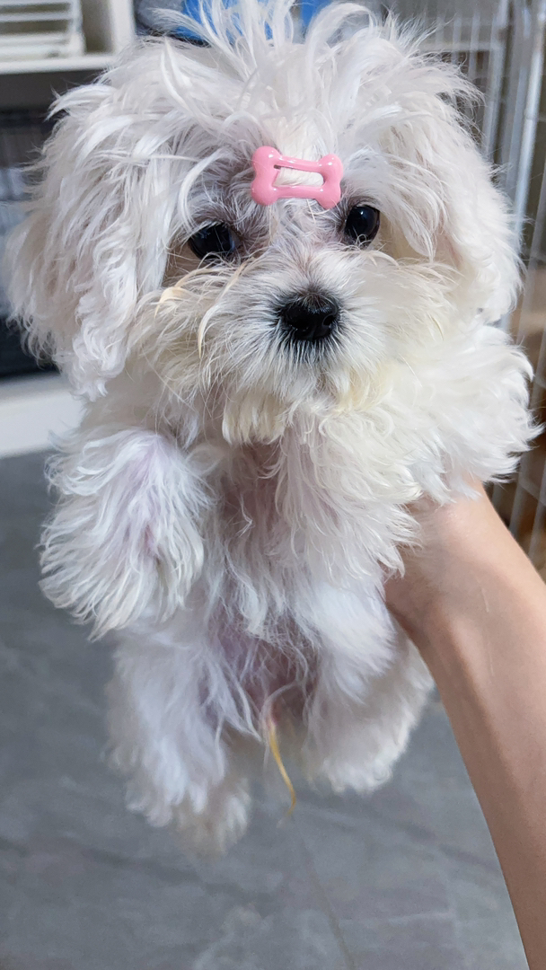 马尔济斯犬