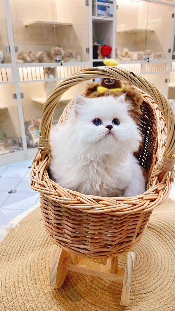 高地银点猫,雪白蓬松毛,湛蓝眼眸,乖巧灵动,温顺粘人,家庭陪伴佳选