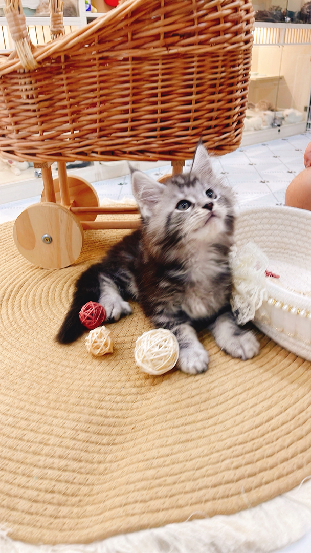 缅因猫幼崽,“温柔巨人”潜力股,毛发浓密花纹美,温顺亲人,家庭饲养佳选