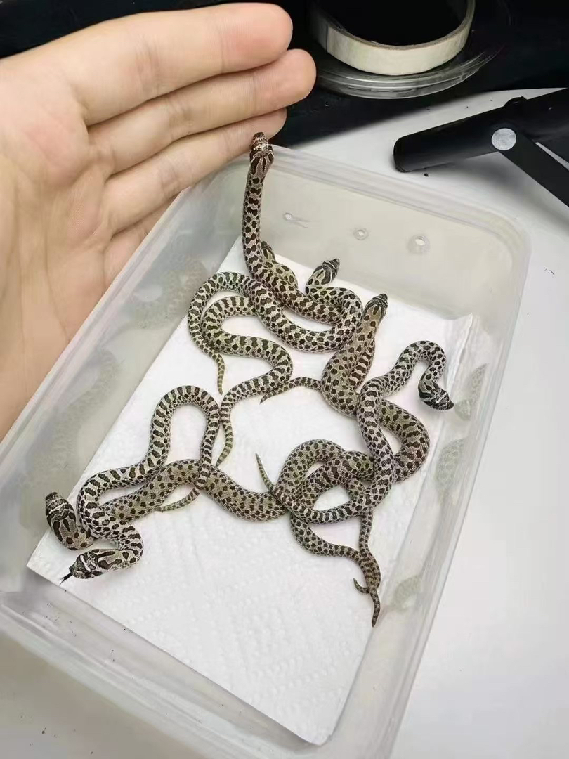 宠物蛇 包开食 疫苗已打