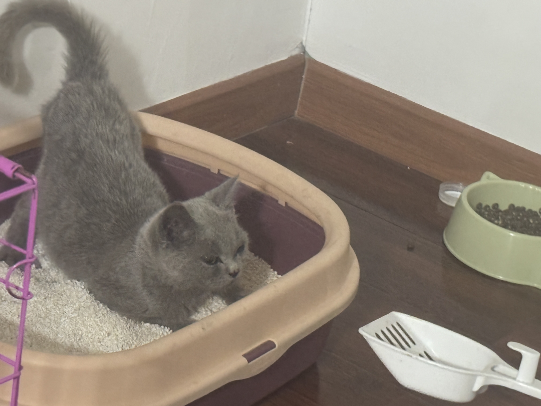 英国短毛猫