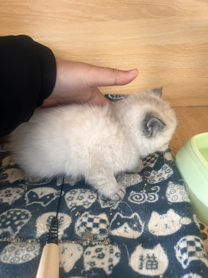 蓝眼雪绒毛发,温顺粘人,颜值高易饲养,萌宠优选