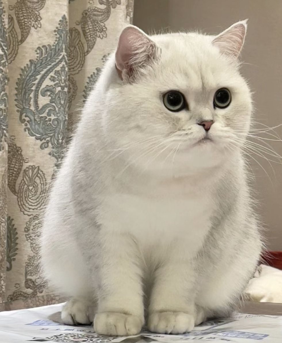 银点猫咪❤️银渐层猫咪❤️英国短毛猫猫咪