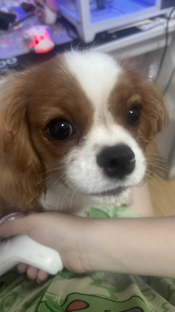 查理士王小猎犬,颜值爆表,性格乖巧,萌宠首选