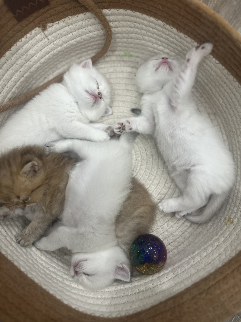 泰州自家猫找家长，紫金血的巧克力金虎斑长毛，金点弟弟，都是丁香色爪垫