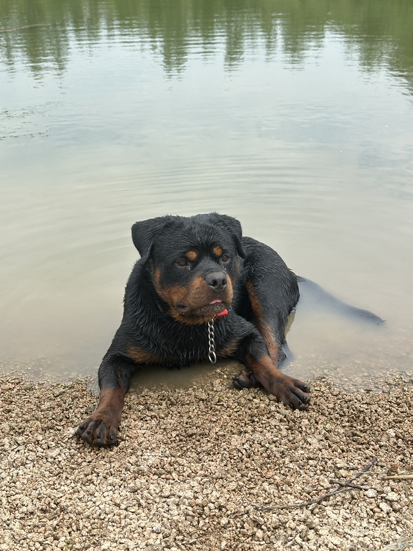 罗威纳犬 一品带刀护卫 非常优秀的家庭伴侣犬