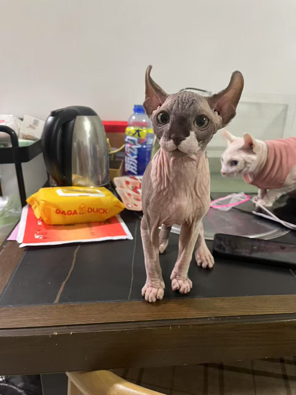 最后两只斯芬克斯无毛猫  便宜处理了  可以小刀