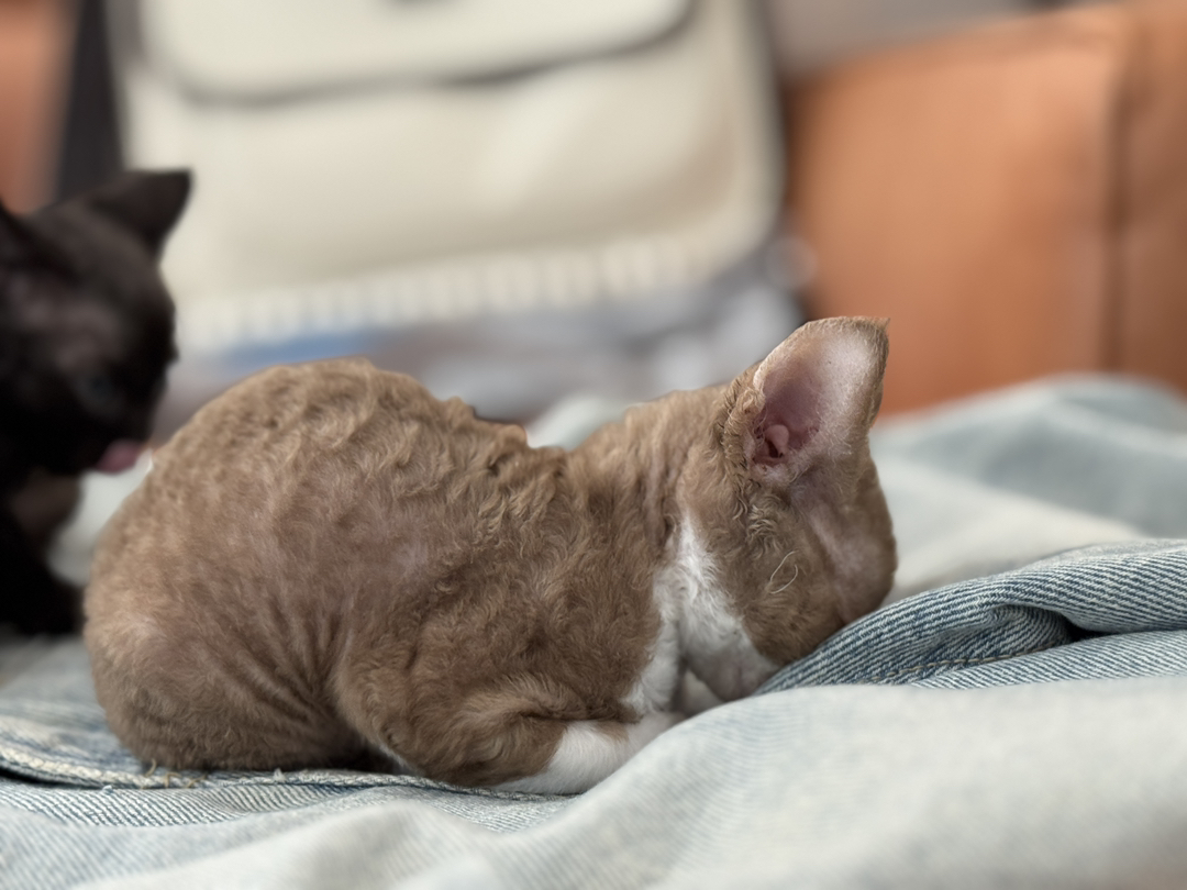 德文卷毛猫，咖白，脸上有个性小色块，性格黏人，聪明易训练，家庭散养溜达猫