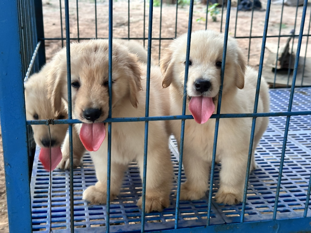可爱金毛幼犬，毛发柔软，性格温顺，居家好伙伴