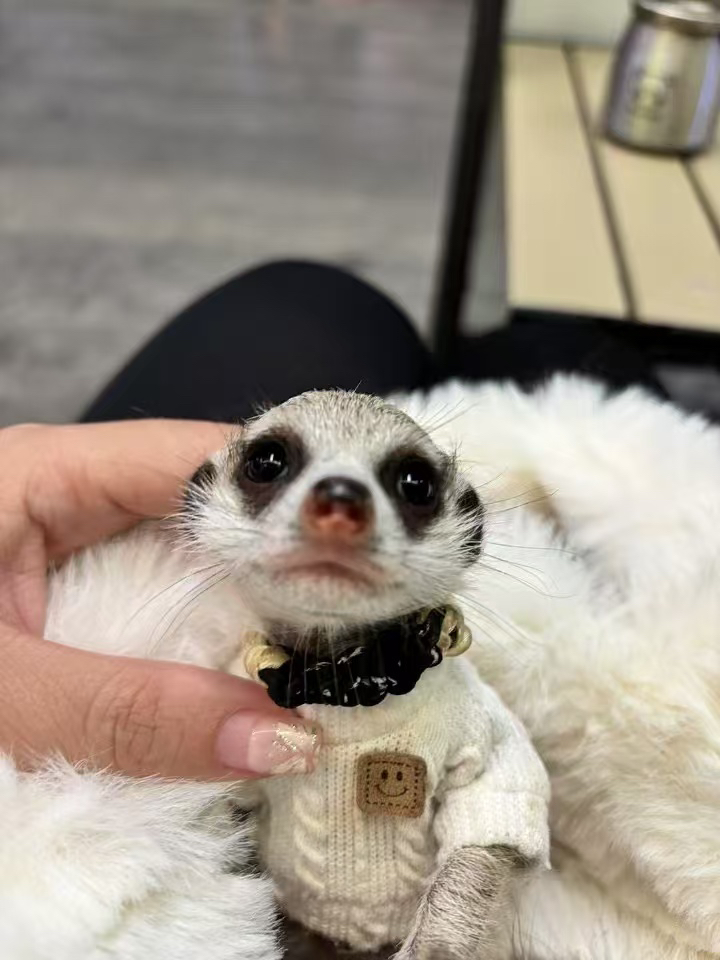 3500包邮，狐獴小可爱，独特宠物的个性之选