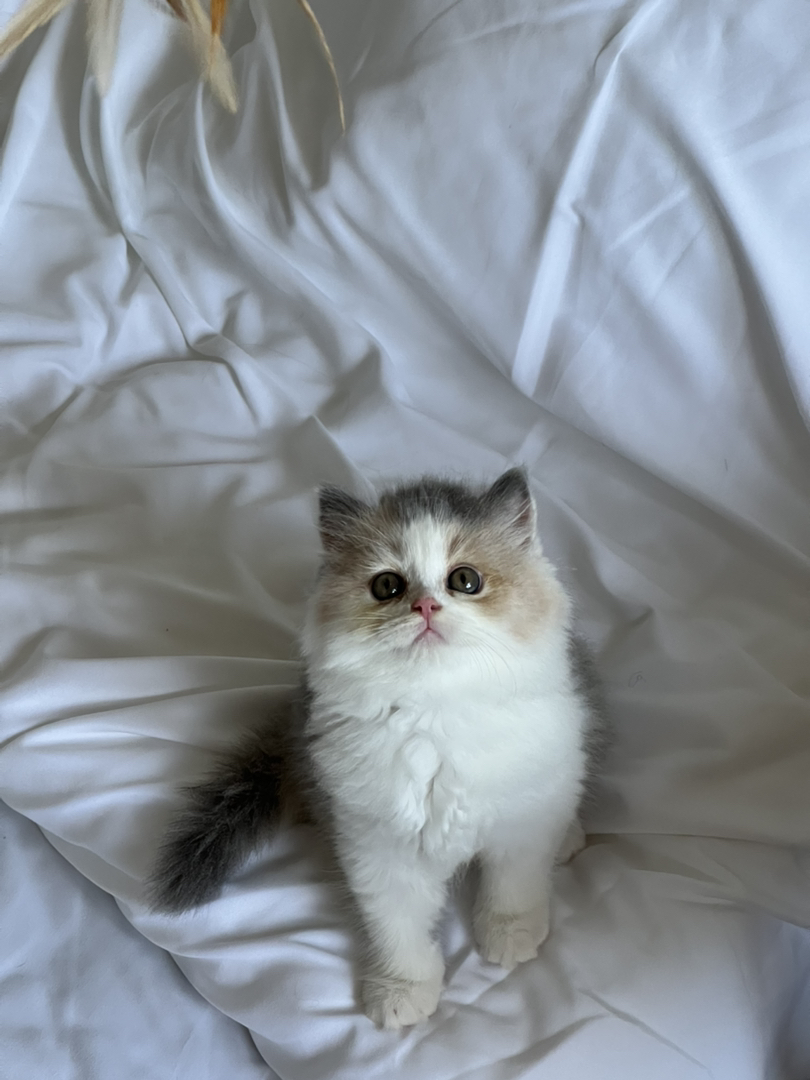 米努特猫 幼崽蹲新家 大爆毛甜美可爱