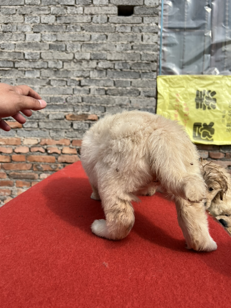 双血奶白金，一窝八只