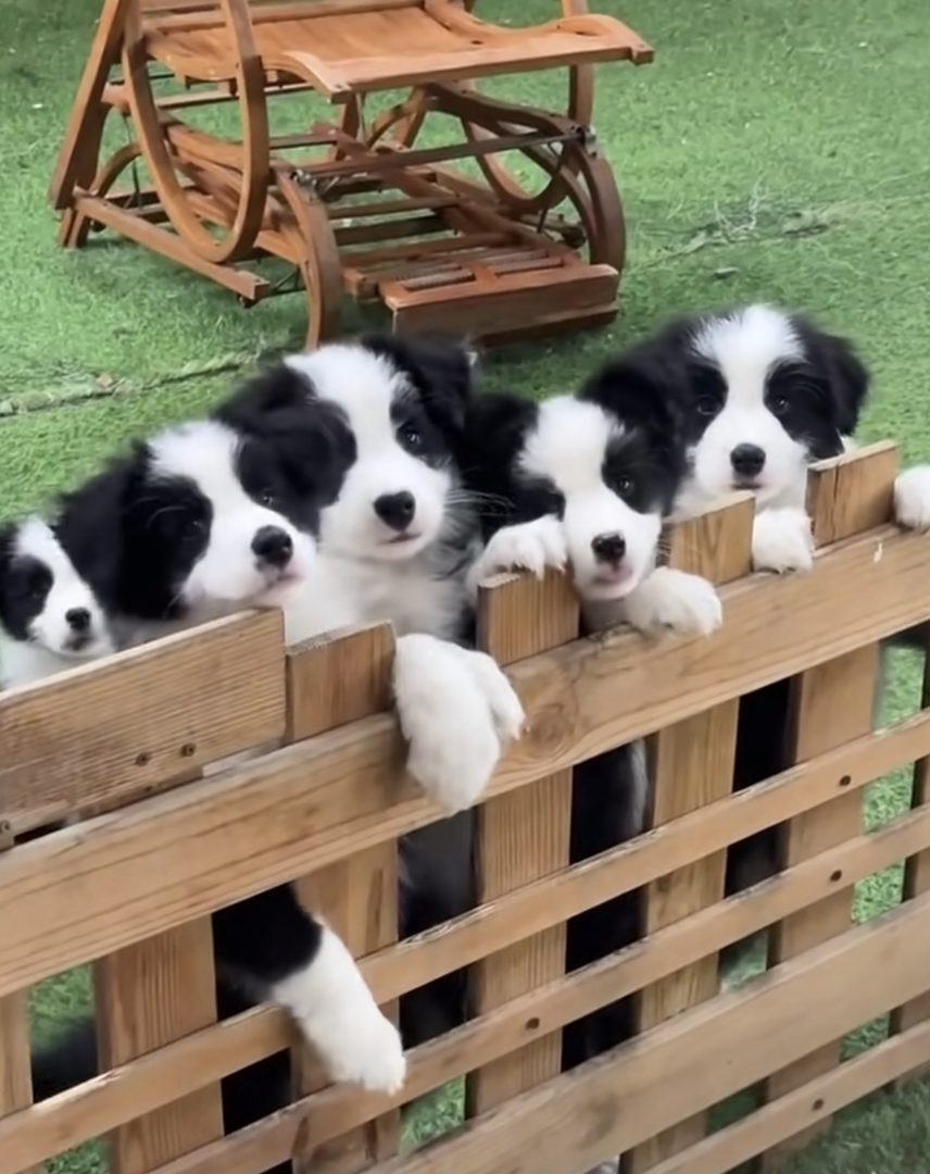 边境牧羊犬幼犬,黑白相间,聪明伶俐,活力满满