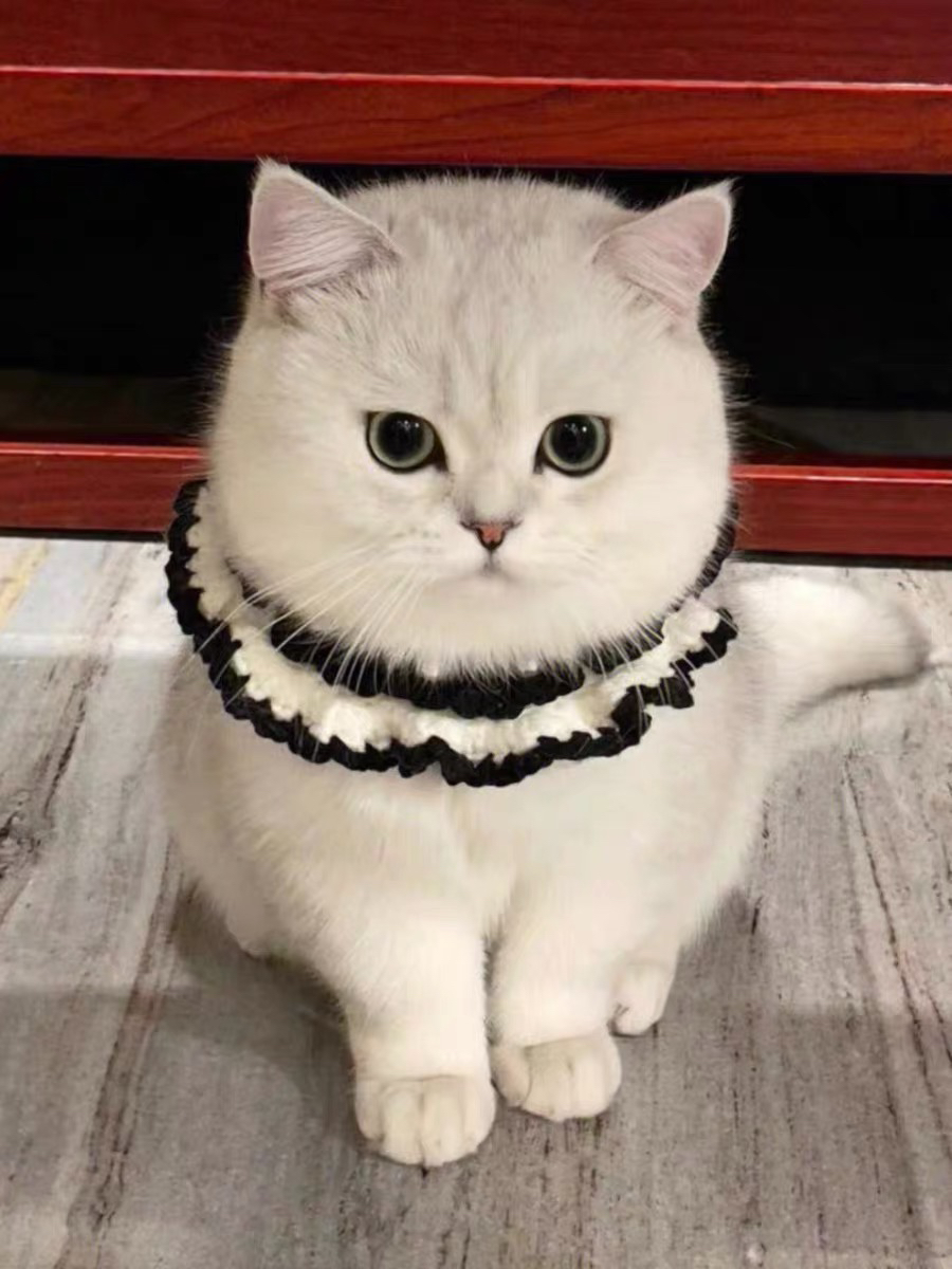 银渐层猫咪,圆眼胖脸超可爱,温顺亲人惹人爱
