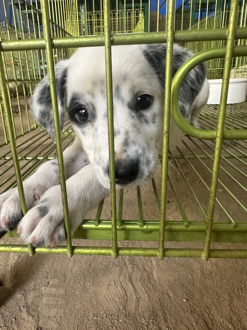 黑白相间的斑点狗😍