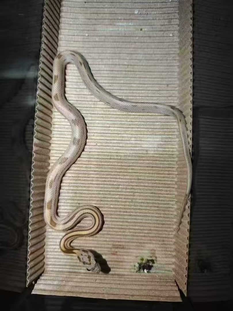 焦糖直线玉米蛇苗子包邮包活包风险好养适合新手稳冻，蛇不能也不需要打疫苗